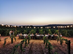 Vineyard