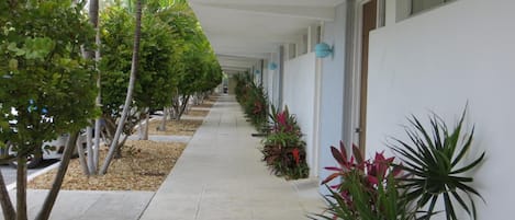A corridor lined with trees and potted plants, leading to a building with a white exterior and windows.