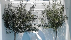 A white wall with a statue of a woman in a flowing dress, flanked by two potted olive trees. - Kafieris Blue  (Santorini)