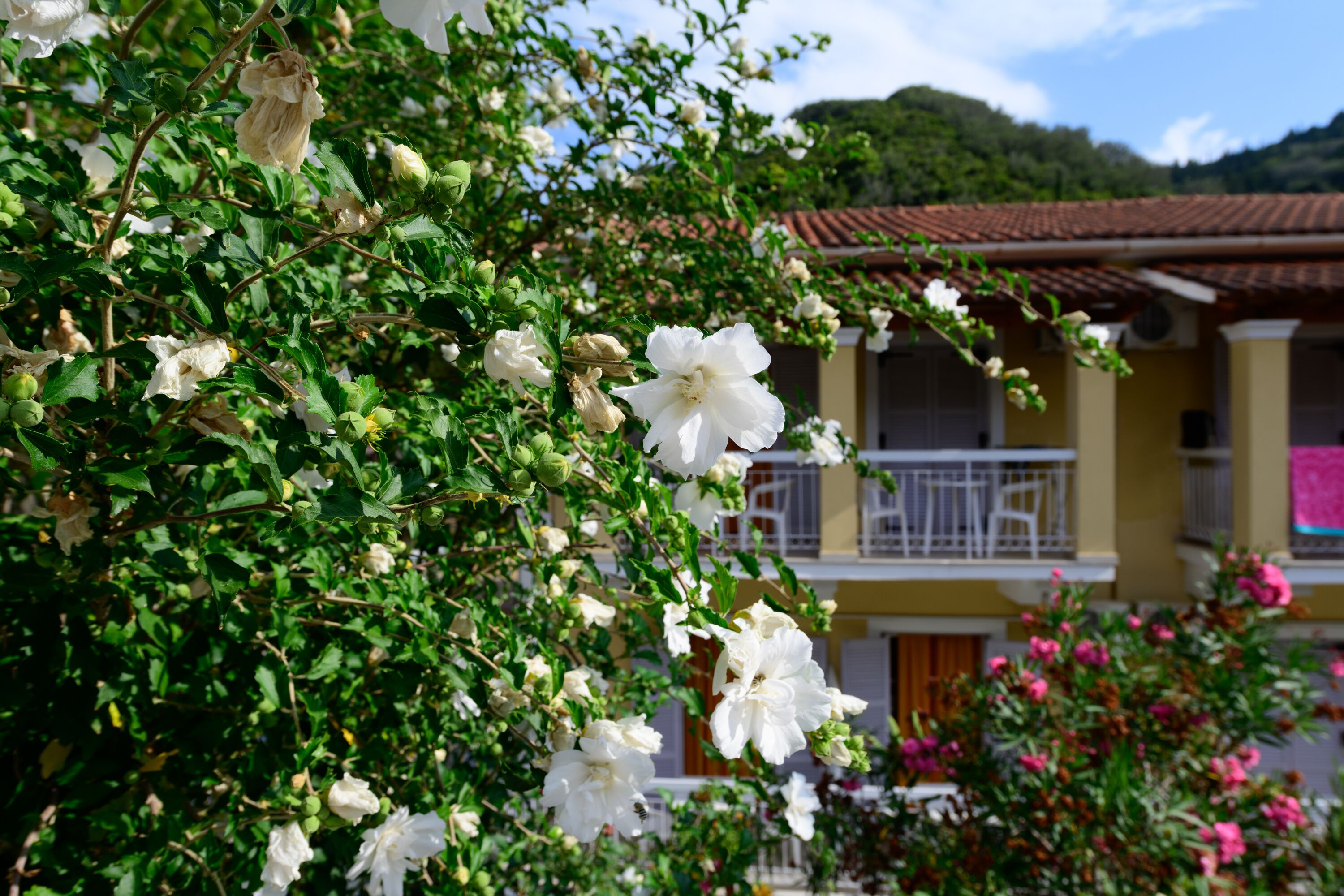 Foto - Marina Apartments, Agios Gordios Corfu