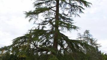 Un árbol de coníferas alto con una copa densa, rodeado de otros árboles.