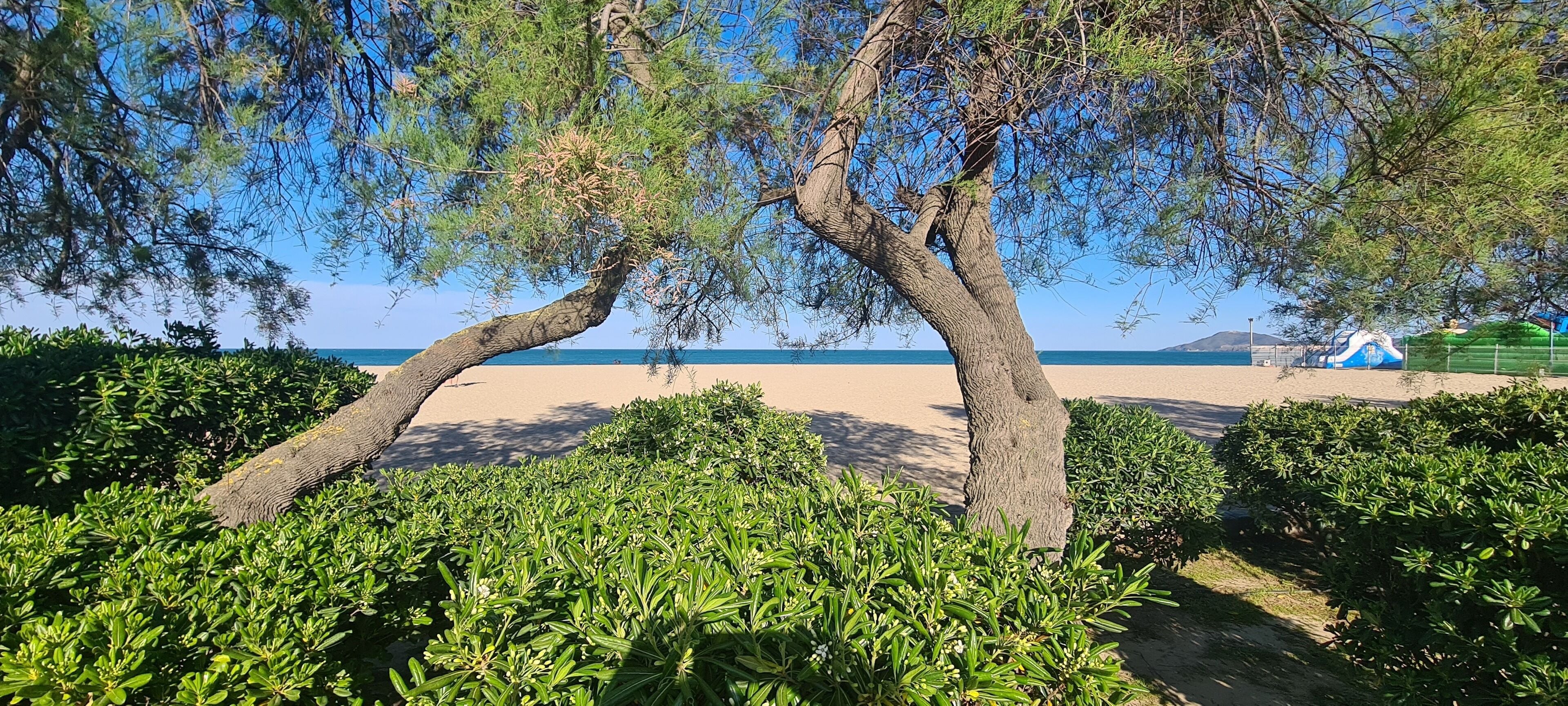 A beach with two prominent trees, a sandy beach, and a tent in the background.