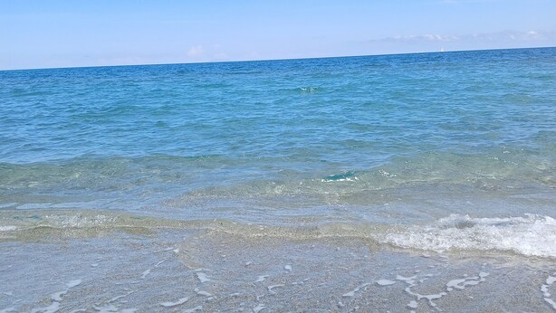 A beach with clear water and a pink flower on the sand.