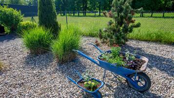 A garden area with gravel ground, a blue wheelbarrow with plants, and a fenced yard in the background.