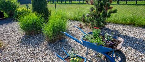 A garden area with gravel ground, a blue wheelbarrow with plants, and a fenced yard in the background.