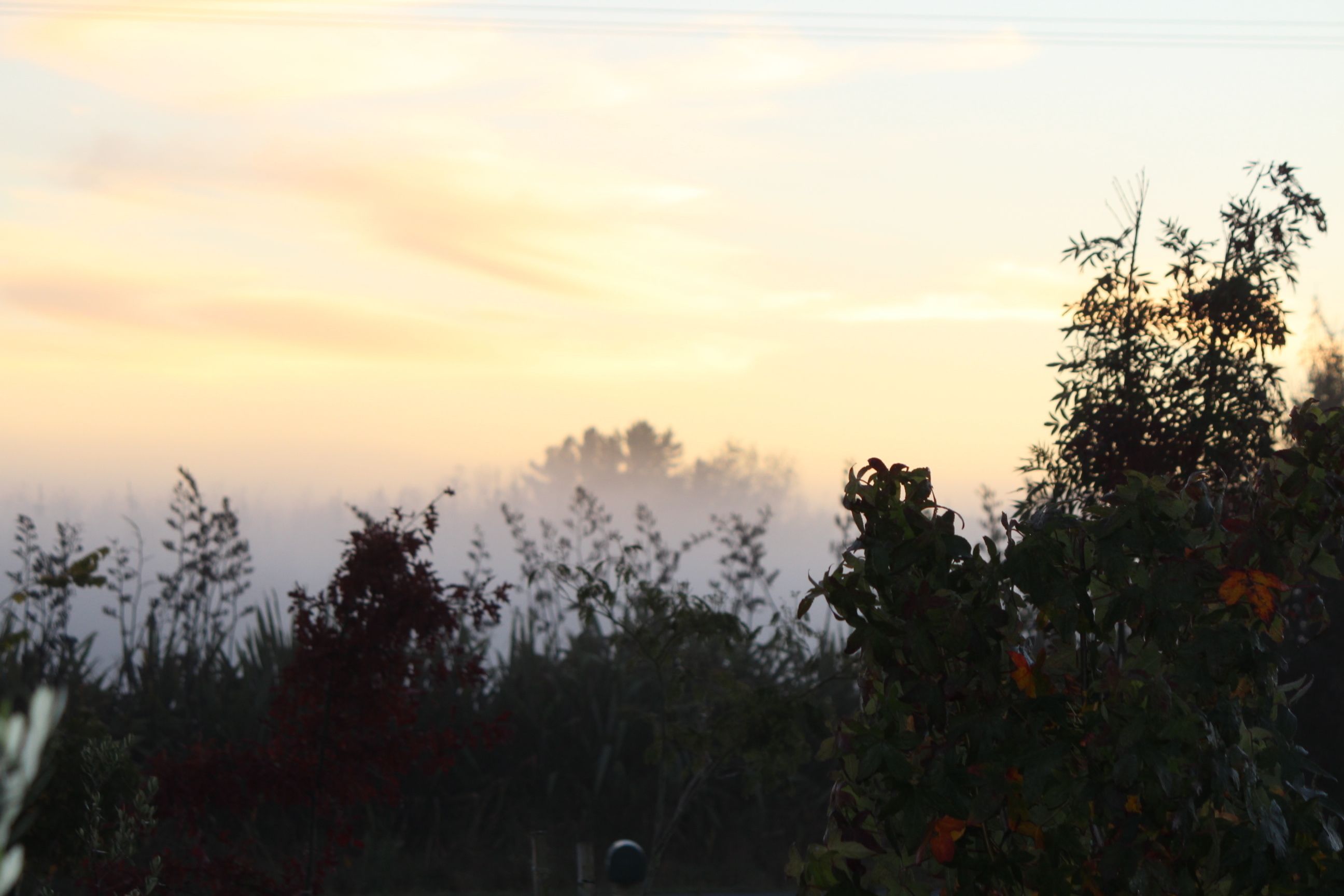 A natural landscape with a variety of vegetation and a clear sky.