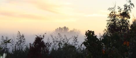 A natural landscape with a variety of vegetation and a clear sky.