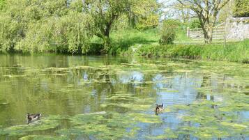 A pond with ducks swimming, surrounded by lush greenery and trees.