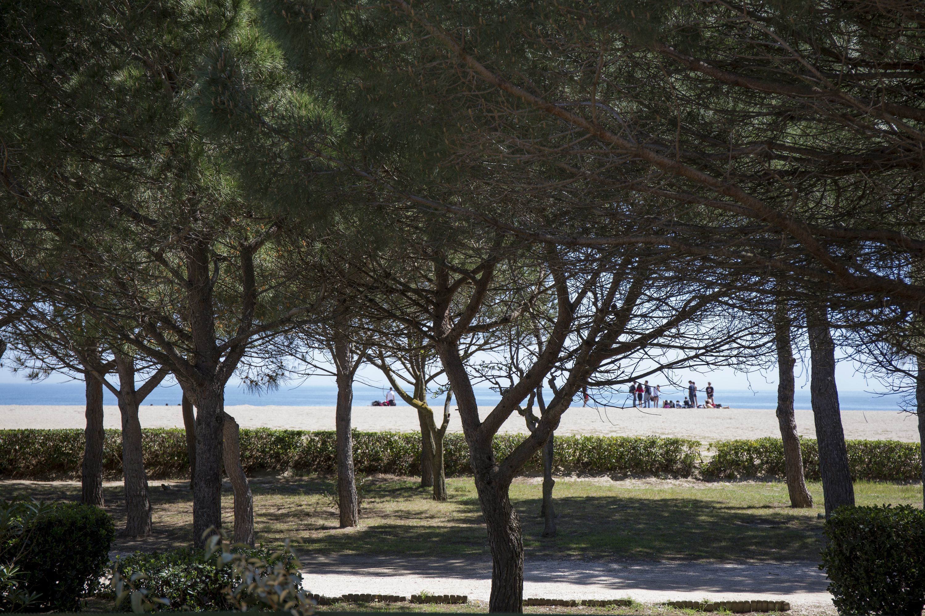 A park with trees and a beach in the background.