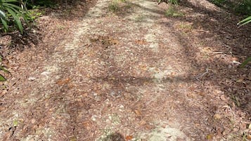 Un sendero en un bosque con una pista para bicicletas.