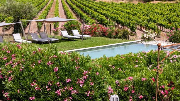 Viñedo con filas de vid, piscina y sillones de descanso.