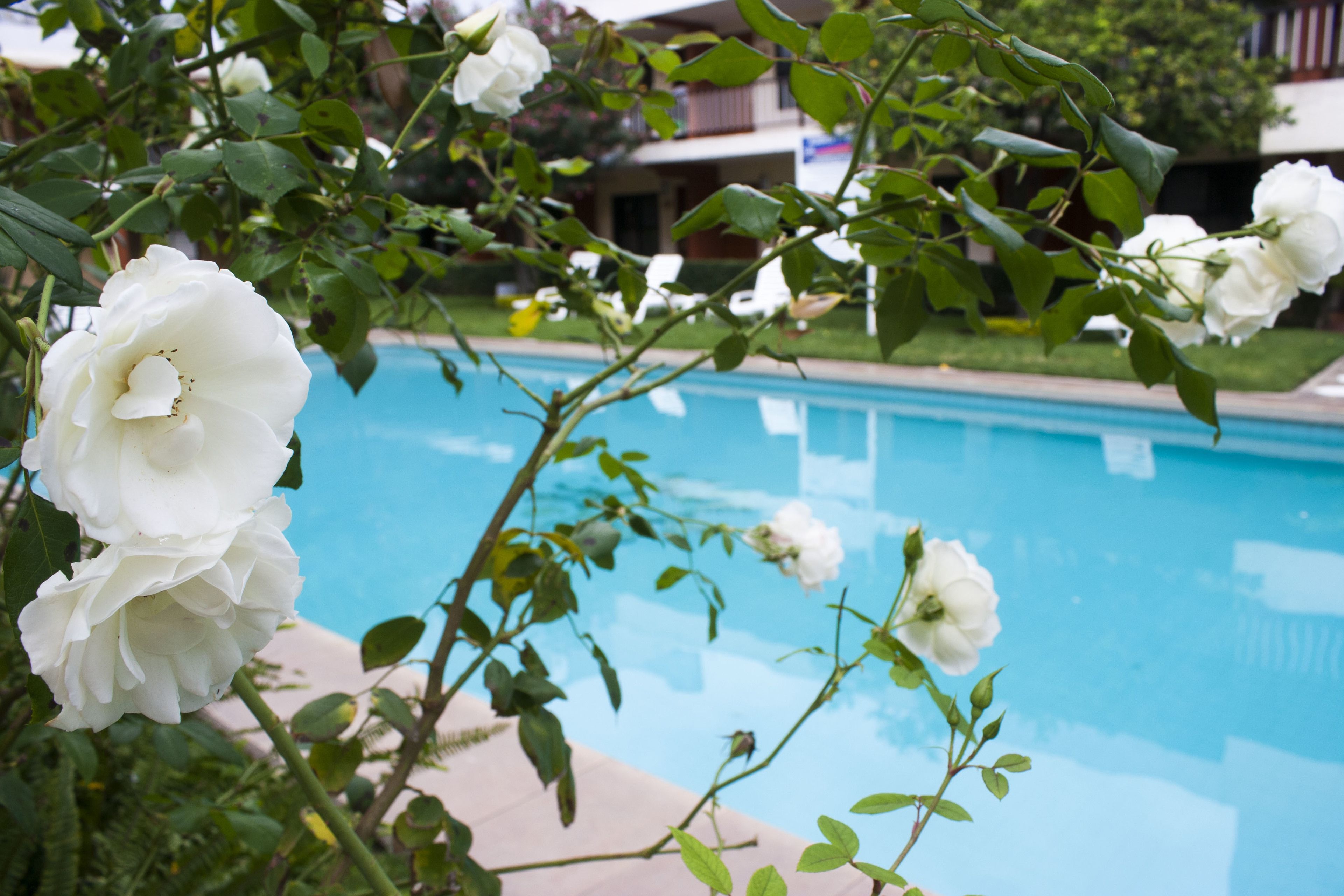 outdoor pool, open 10:00 am to 8:00 pm, pool umbrellas, pool loungers