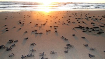 En la playa, camastros, sombrillas y toallas de playa