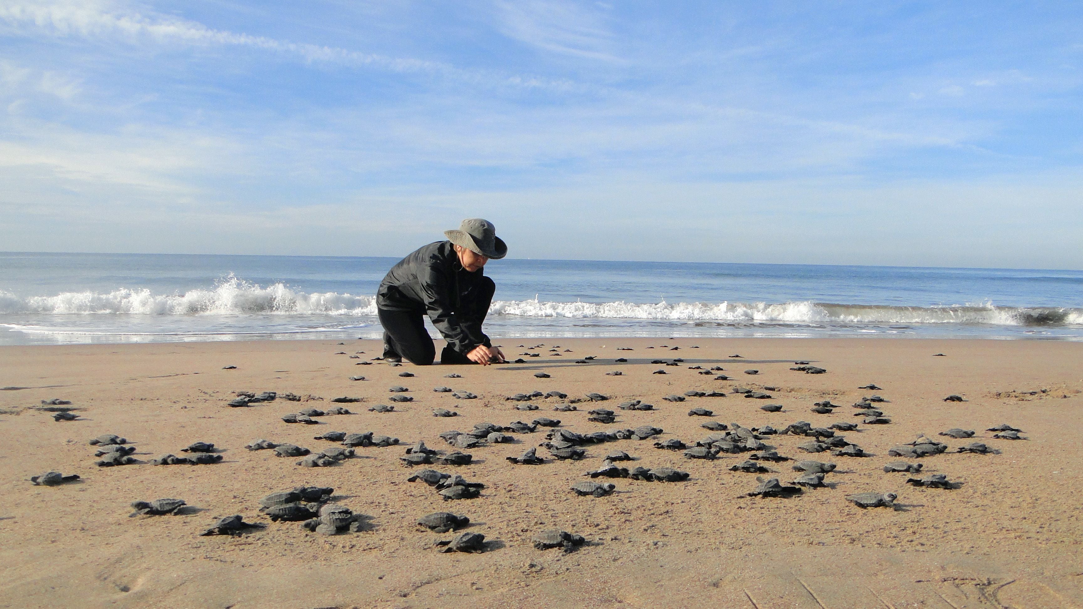 A beach with numerous sea turtles on the sand.