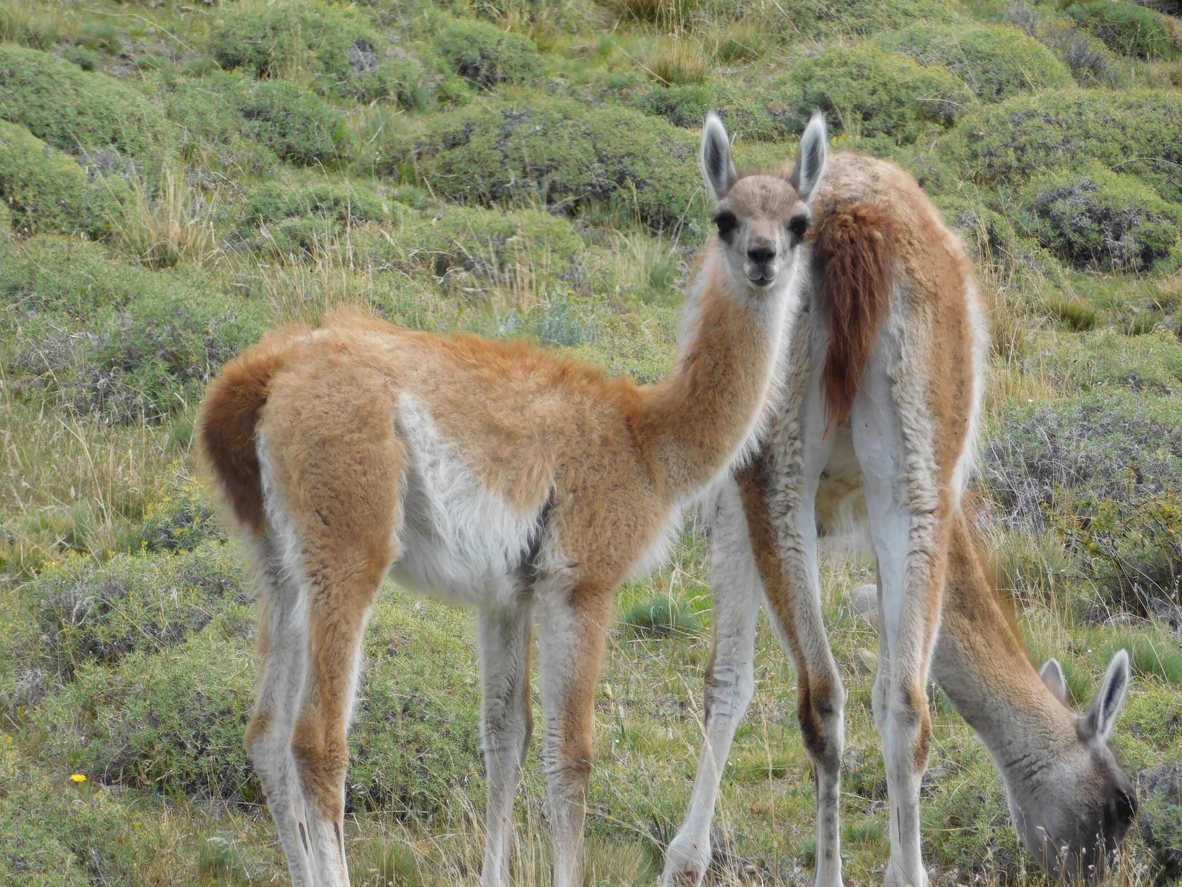 Un lama et son petit, qui paissent dans un champ herbeux.