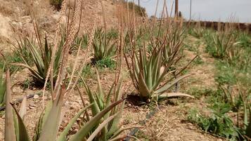 Un terreno árido y pedregoso con vegetación escasa, incluyendo plantas de aloe.