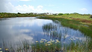 A calm lake with reeds and lily pads, surrounded by grassy banks and trees under a clear sky.