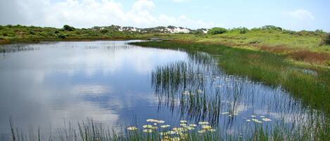 A calm lake with reeds and lily pads, surrounded by grassy banks and trees under a clear sky.