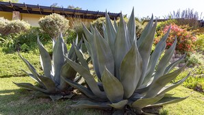 Un jardin agrémenté de plantes d’agave et de divers arbustes.