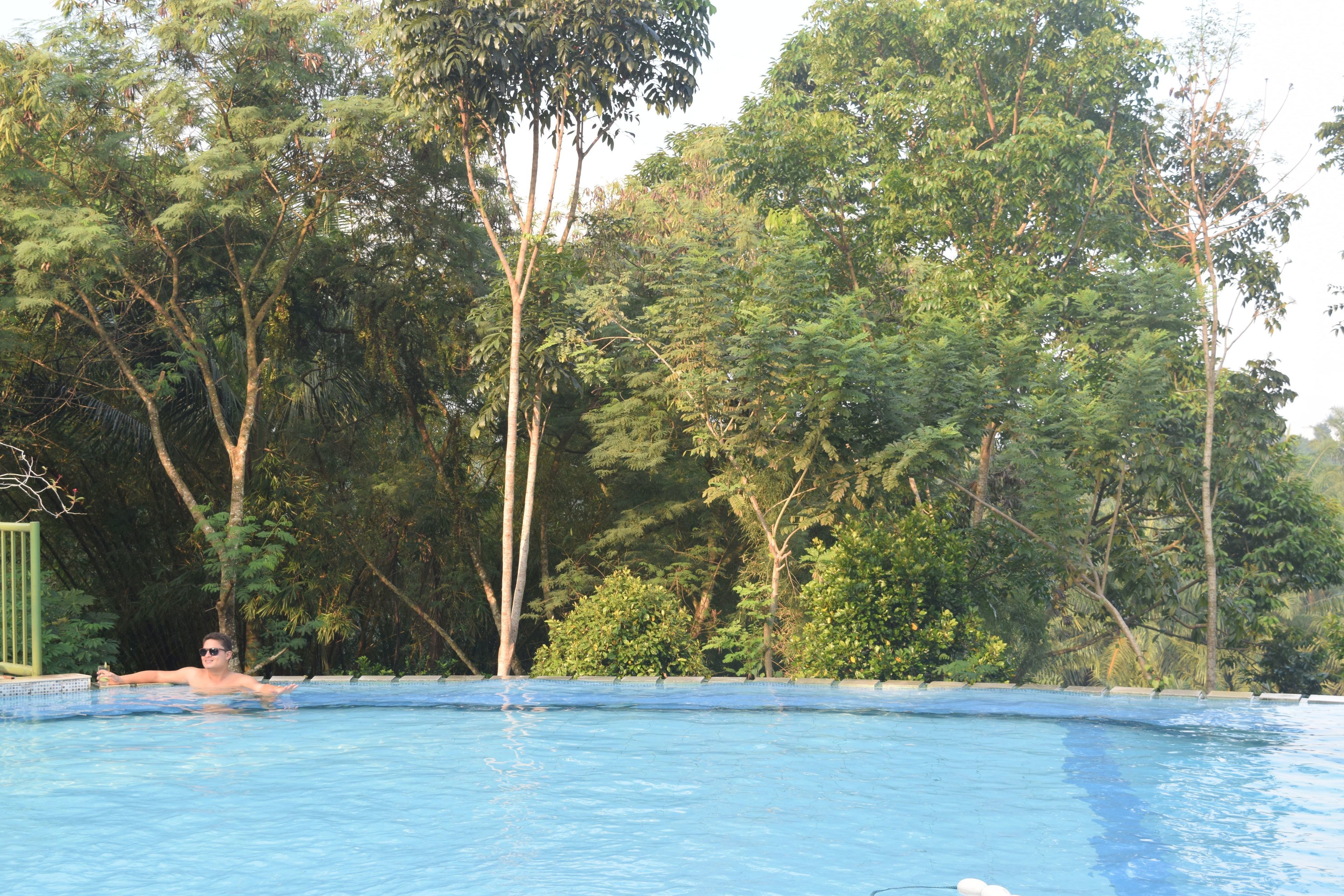 A swimming pool surrounded by lush greenery.