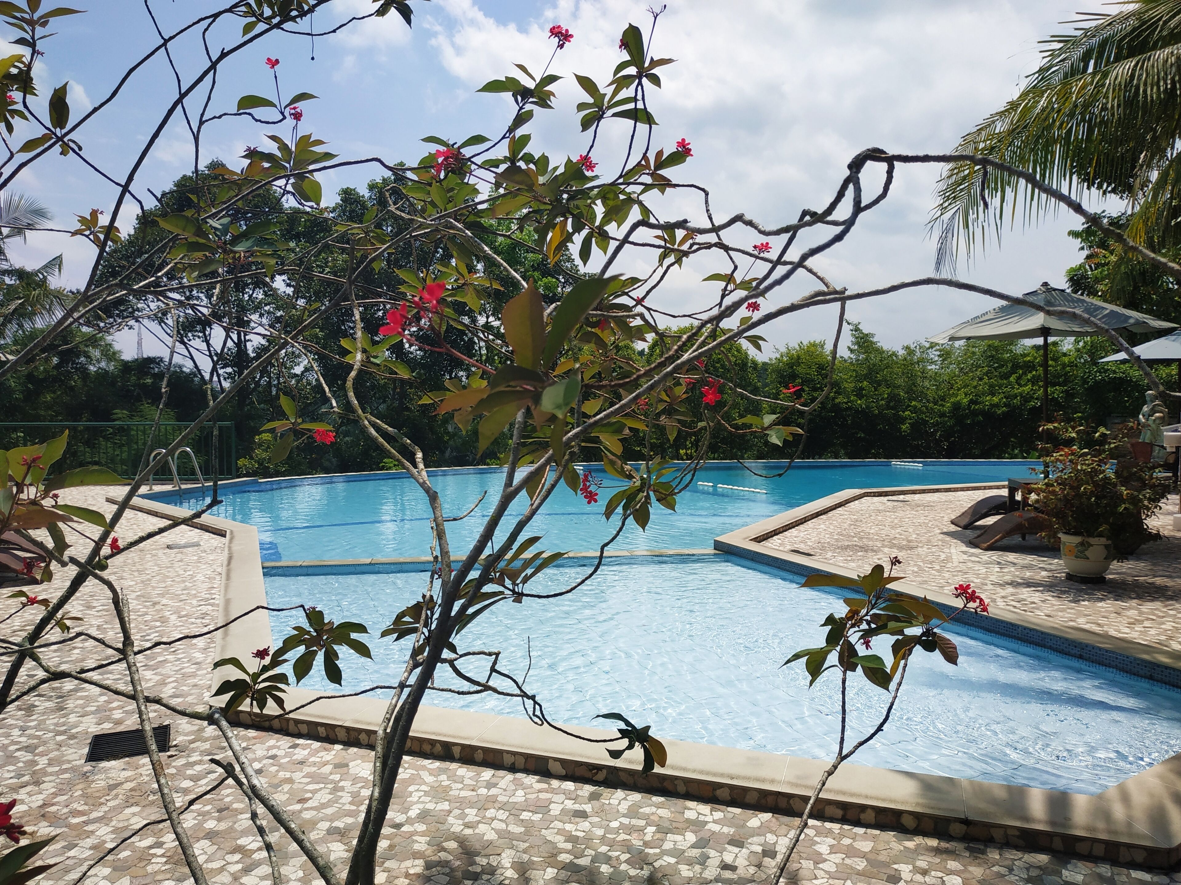 outdoor pool, pool umbrellas, pool loungers