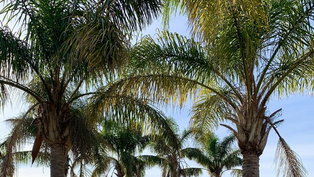 A swimming pool surrounded by palm trees and a fence, with buildings in the background. - Shellharbour Resort (Shellharbour)