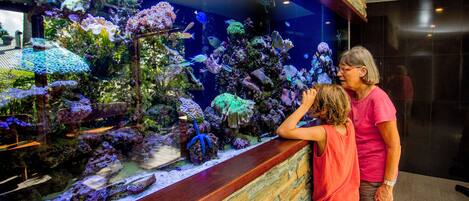 Un acuario grande con diversos peces y corales, una barra de madera y un muro de piedra.
