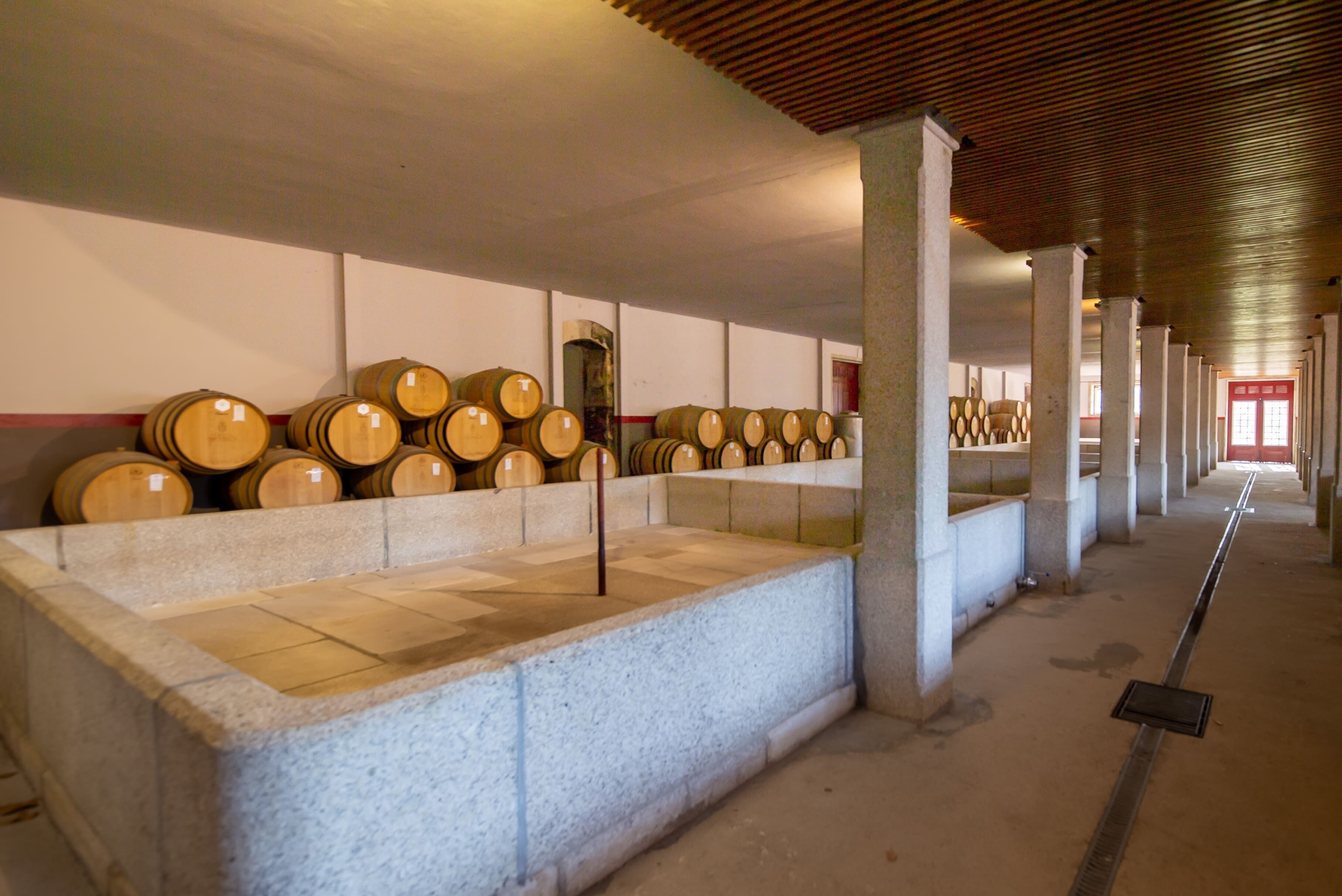 A wine cellar with rows of wooden barrels and a stone counter.