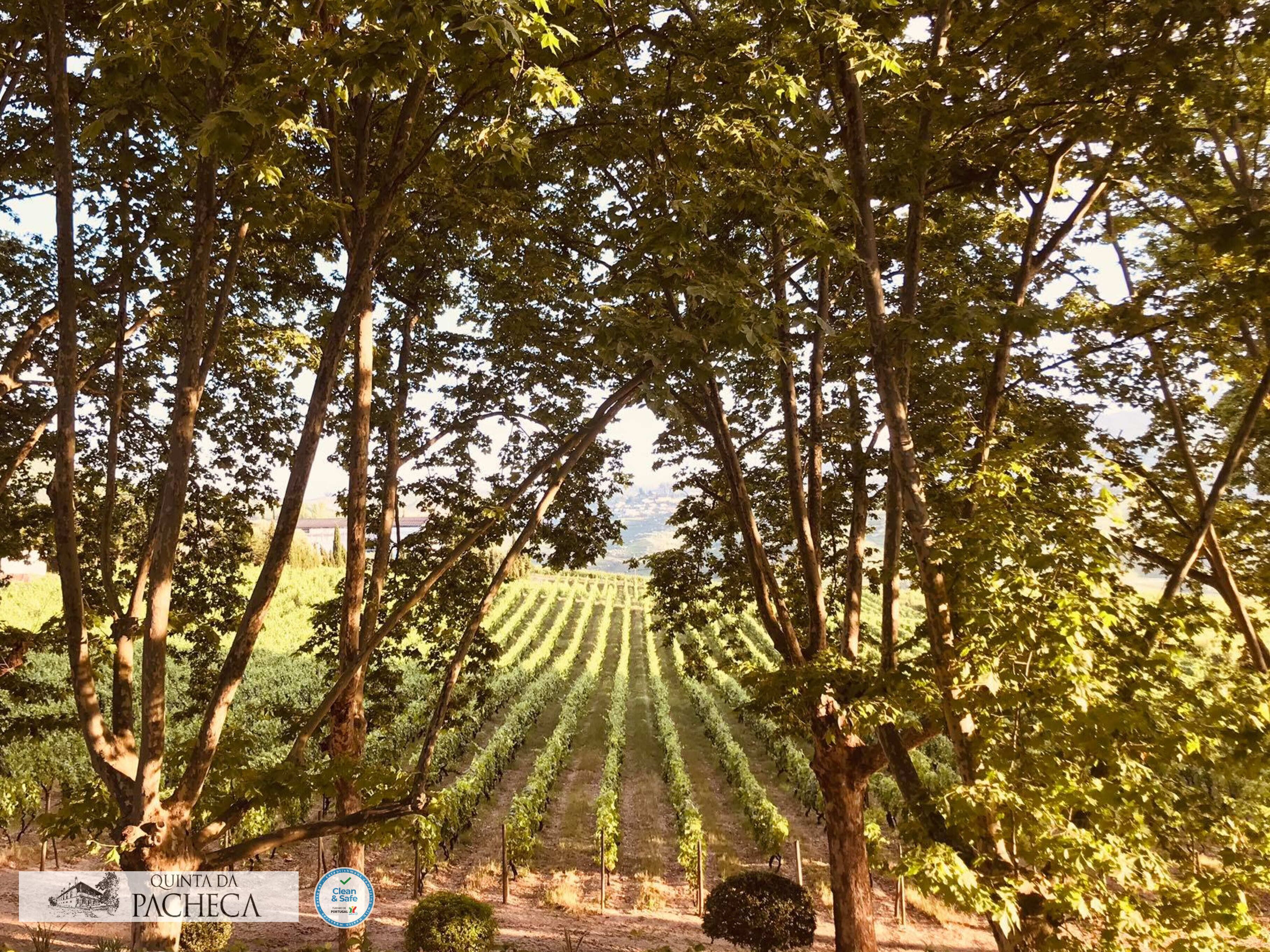 Viñedo con hileras de vides y árboles en primer plano.