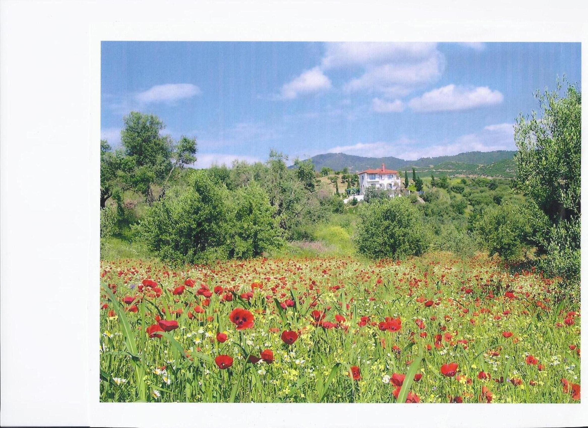 Una casa circondata da un campo di papaveri rossi e alberi verdi sotto un cielo sereno.