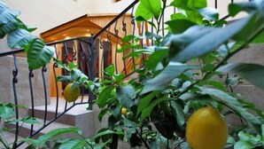 Property grounds - Főnix Medical Resort (Csitar)