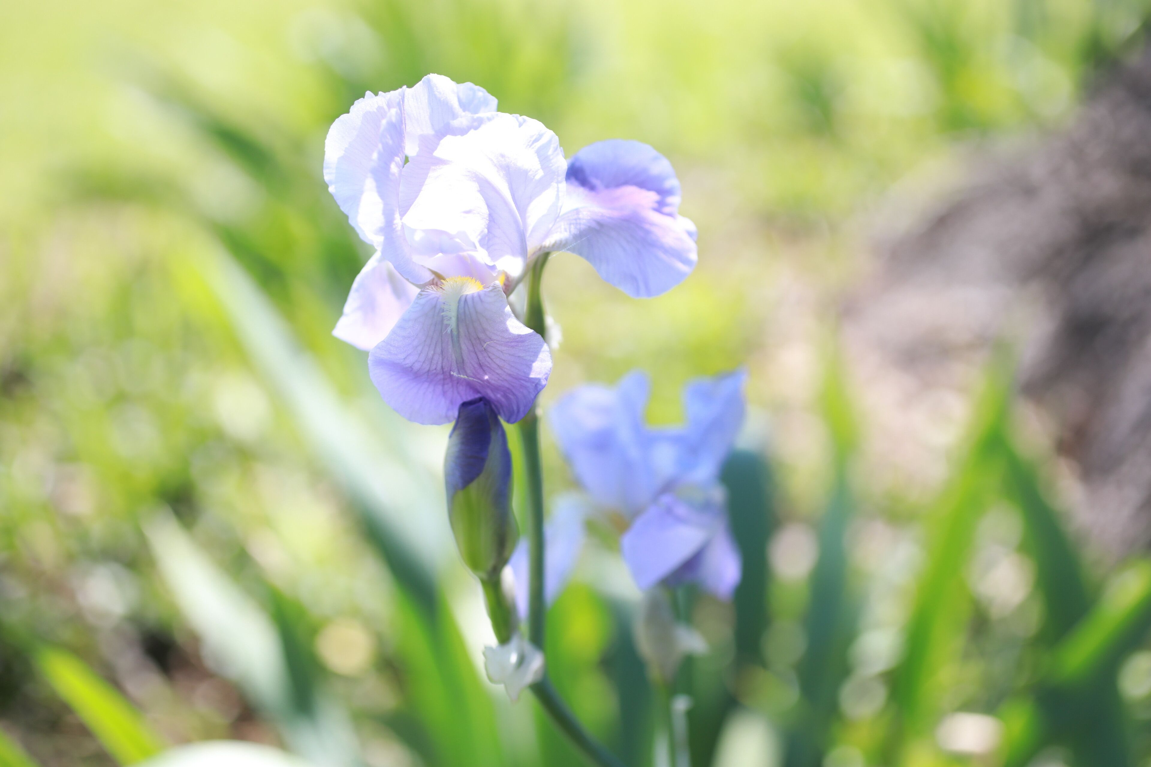Un gros plan d’une fleur d’iris violette, avec un arrière-plan vert flou.