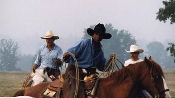 Drei Personen reiten Pferde durch ein Feld.