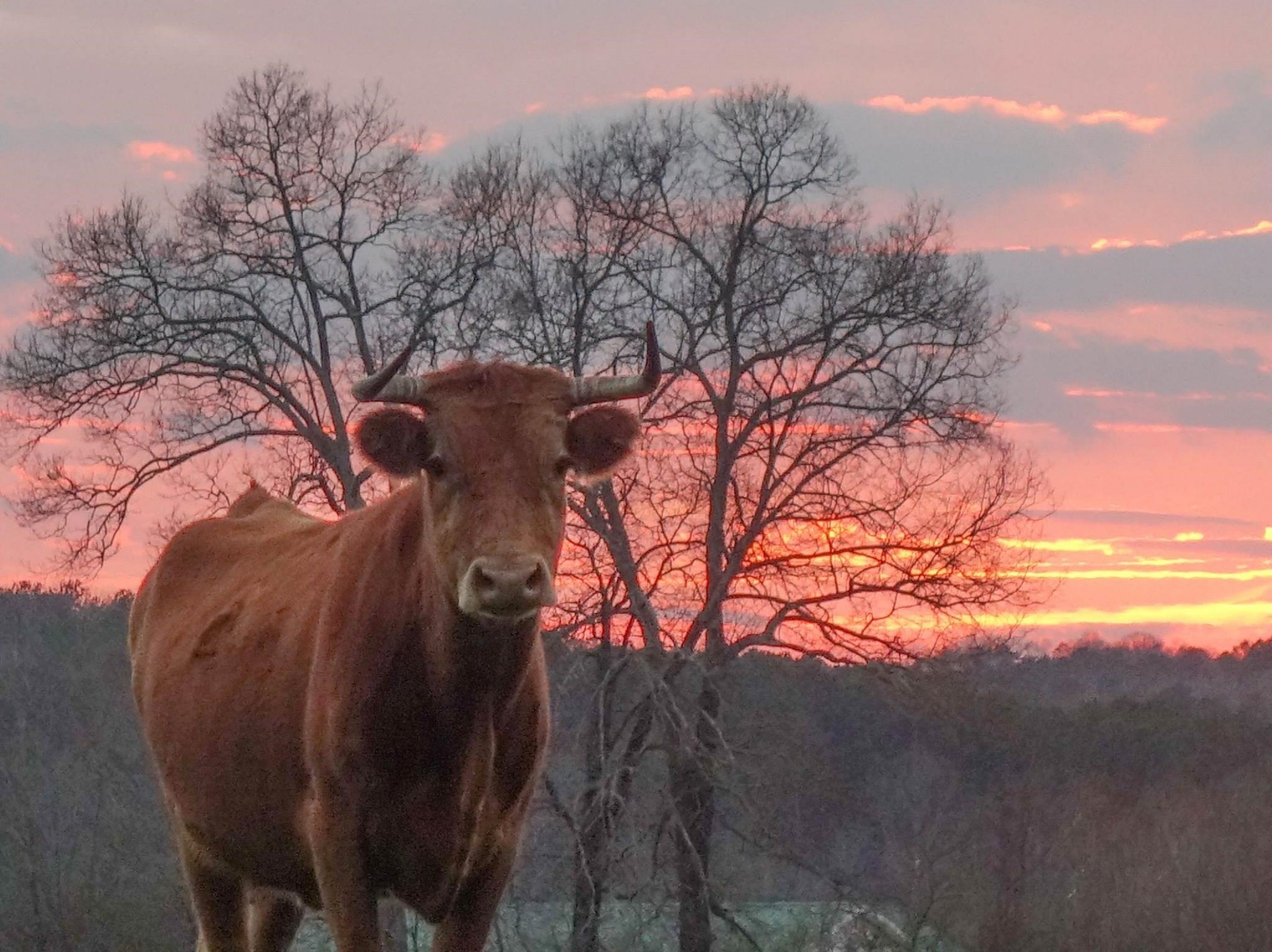 Eine Kuh steht auf einer Wiese mit Bäumen und einem Sonnenuntergang im Hintergrund.