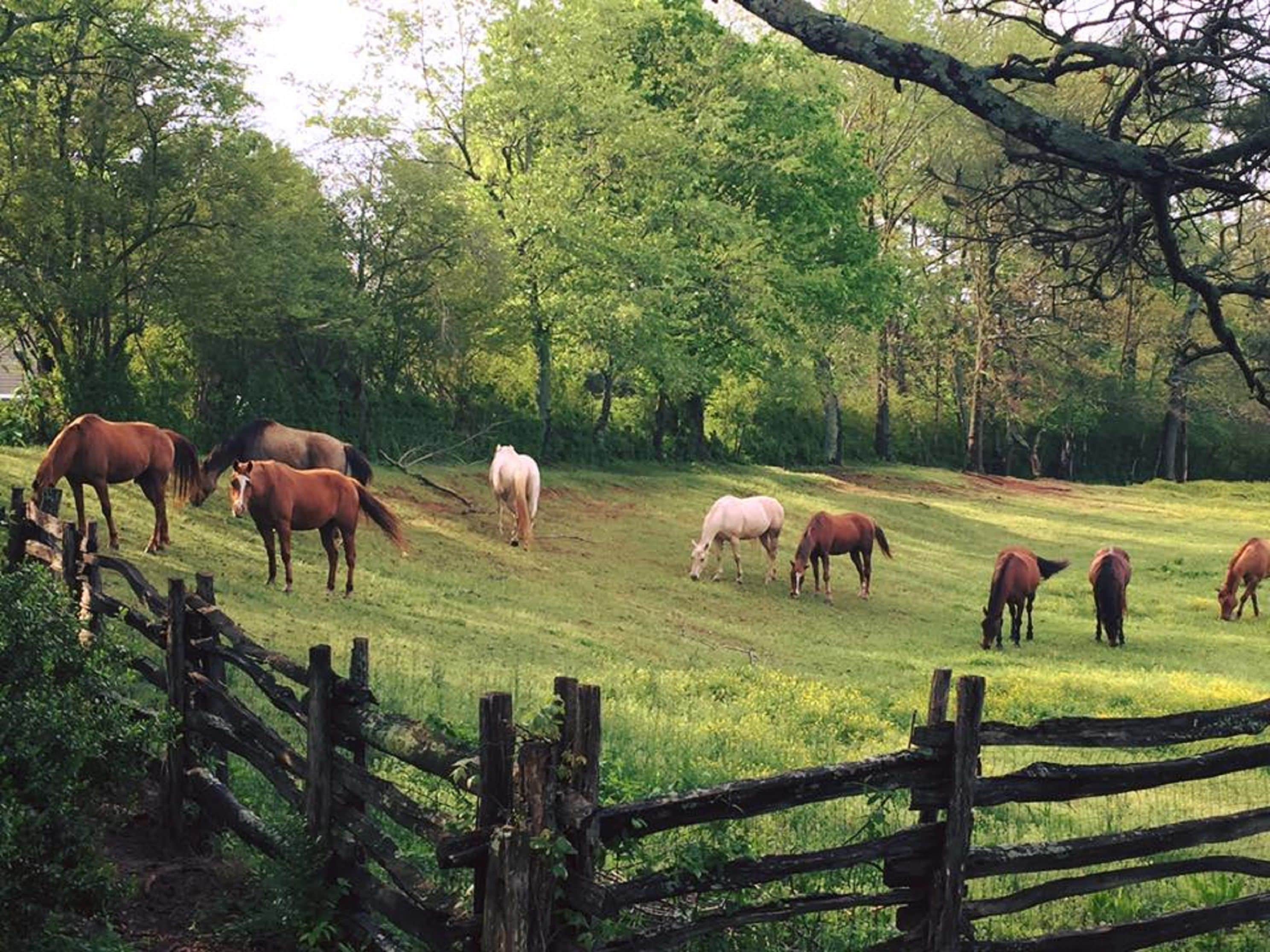 A rural landscape with horses grazing in a field, surrounded by trees and a wooden fence.
