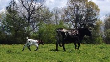 A grassy field with two horses and a person in a white shirt.