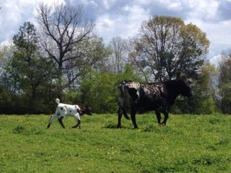 A grassy field with two horses and a person in a white shirt.