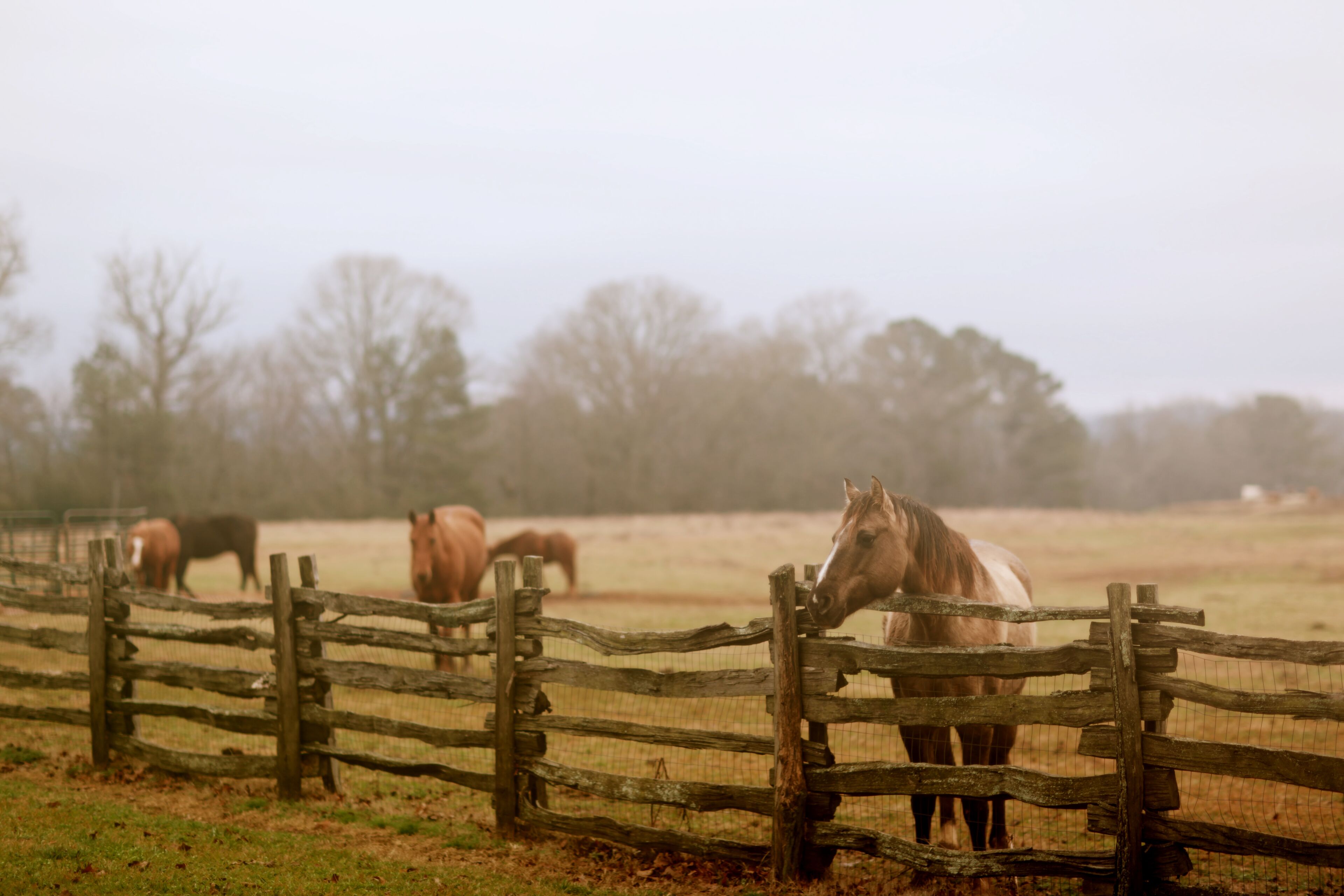 A rustic wooden fence in a field with horses grazing in the background.