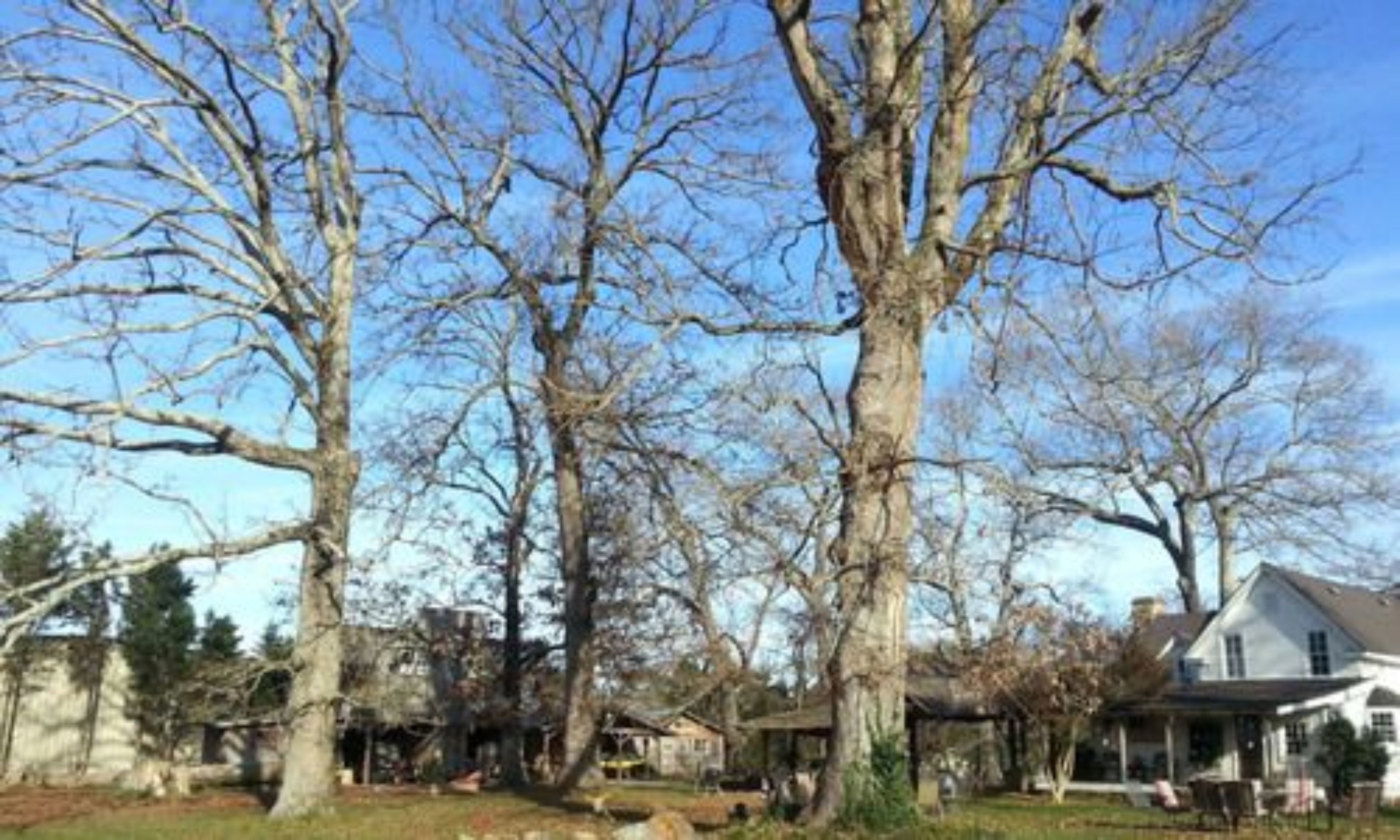 A residential area with multiple houses surrounded by large trees.