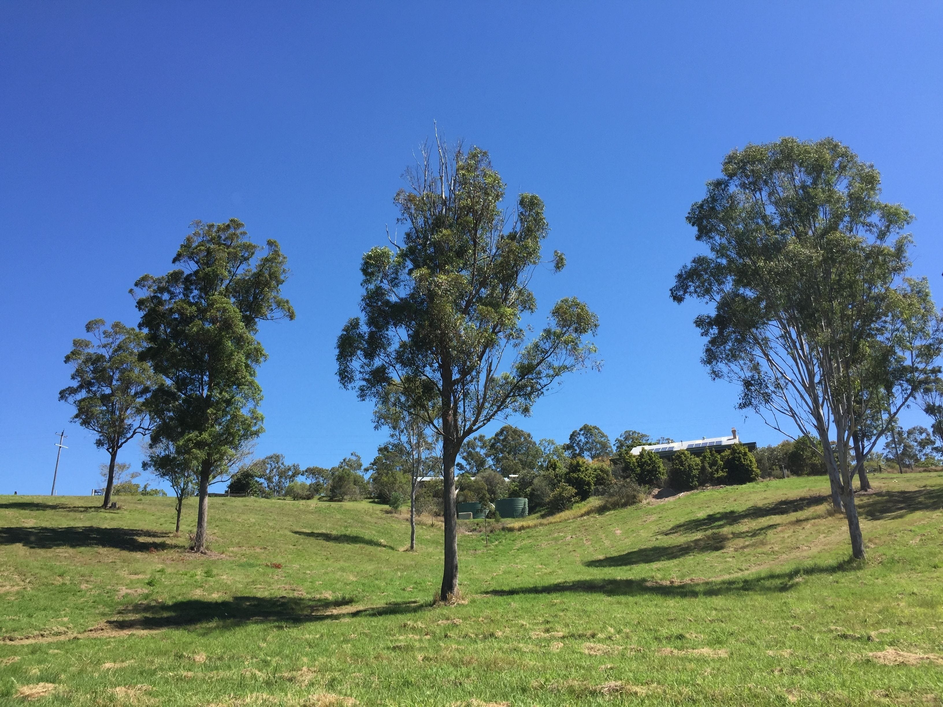 A grassy field with three trees and a building in the background.