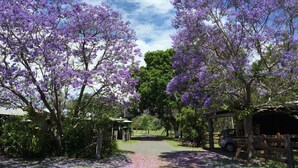 A pathway flanked by purple flowering trees, leading to a covered area with a car parked nearby. - Amamoor Lodge (Amamoor)