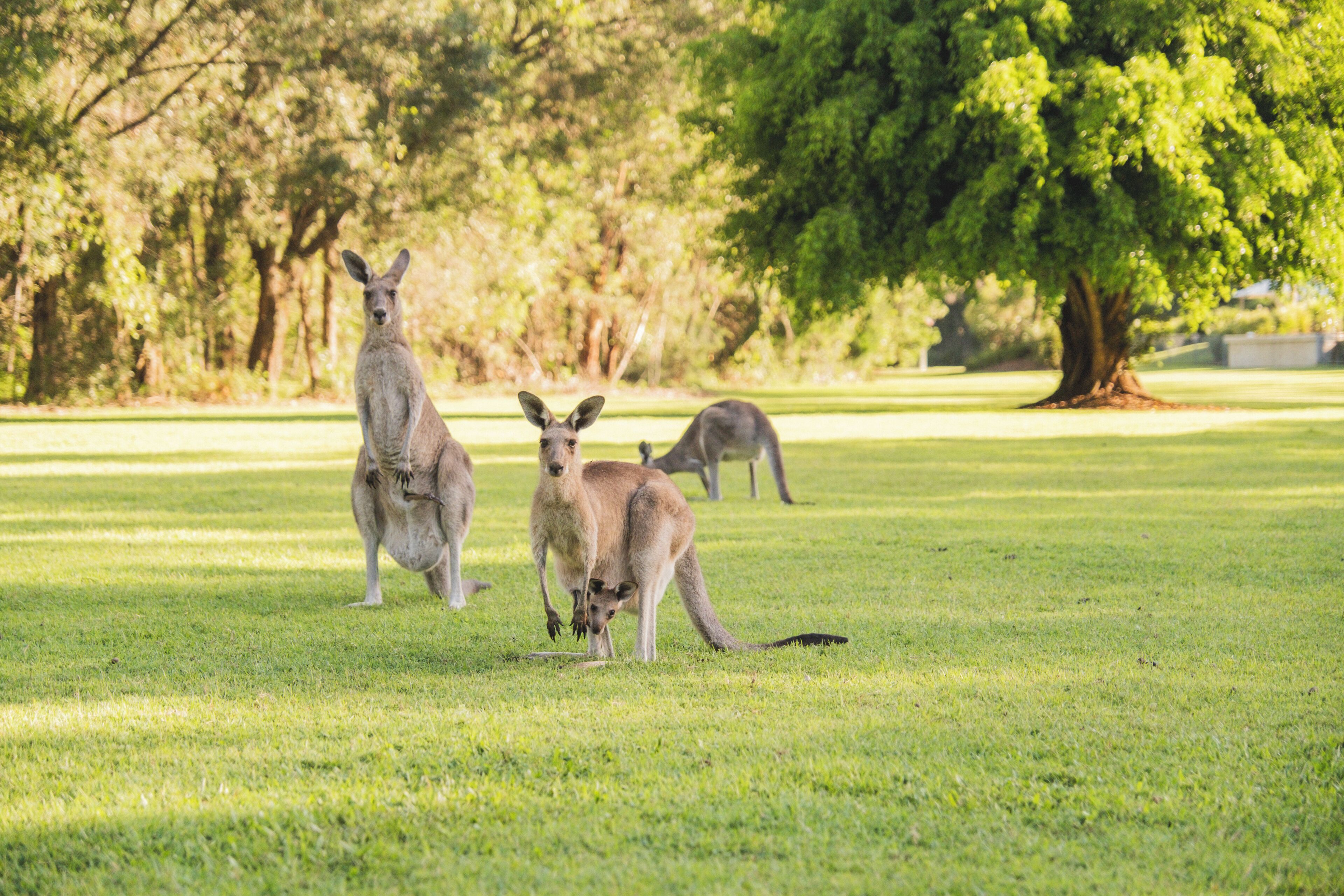 Een begroeiing met gras en kangaroos.