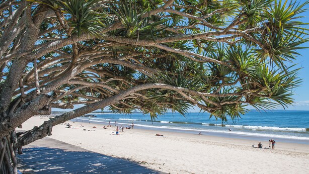 A beach with a wooden boardwalk, palm trees, and the ocean. - Saks on Hastings (Noosa Heads)