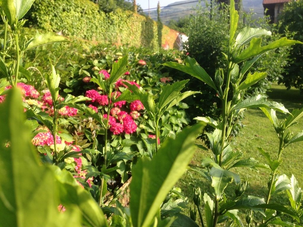 Un jardín con diversas plantas y flores, entre ellas flores rosadas y follaje verde.