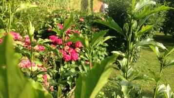 Un jardín con diversas plantas y flores, entre ellas flores rosadas y follaje verde.
