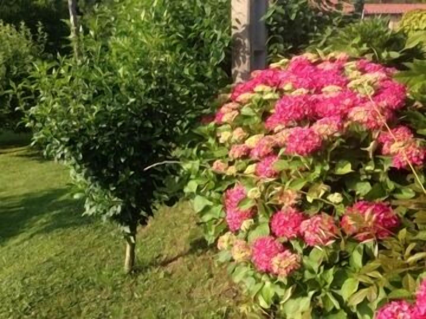 Un jardín con un arbusto de flores rosadas y follaje verde.