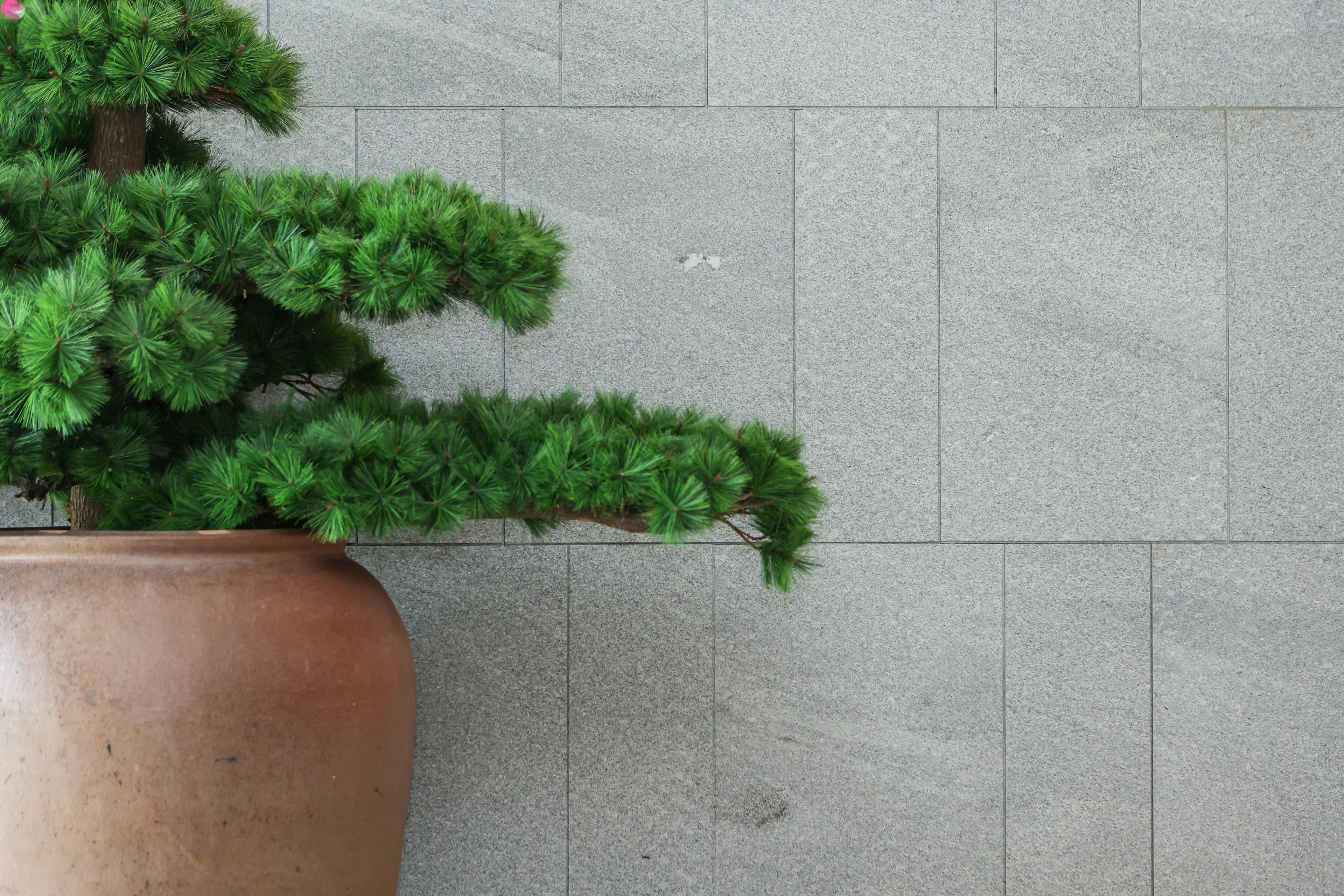 Una planta en maceta con follaje verde frente a una pared de piedra gris.
