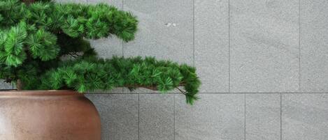 Una planta en maceta con follaje verde frente a una pared de piedra gris.
