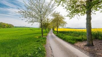 A rural road flanked by trees and fields.