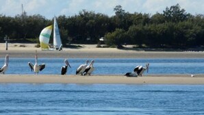 A beach with seagulls and a sailboat in the background. - Champelli Palms (Labrador)